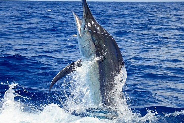 Marlin Fishing Tournaments 2021