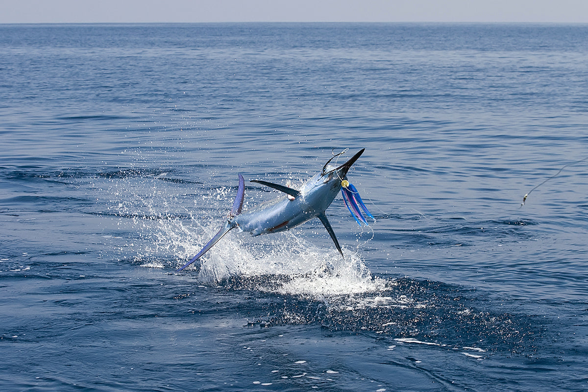 Blue Marlin – Blackfin Rods