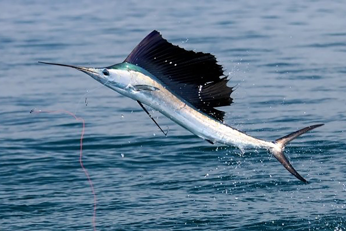 Sailfish – Blackfin Rods