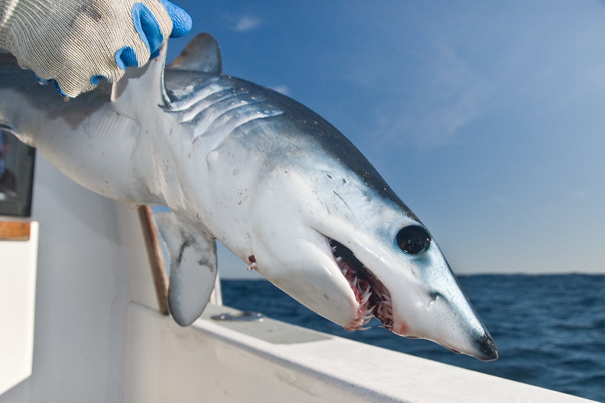 Best Rods for Catching Shark – Blackfin Rods