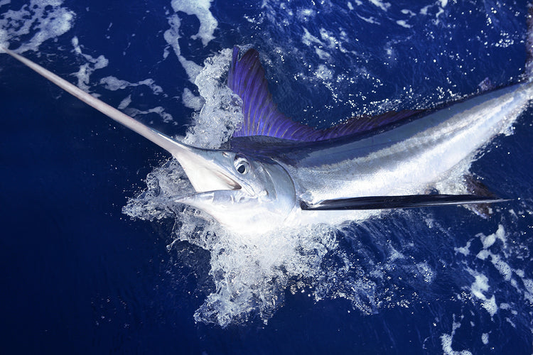 White Marlin fishing rods