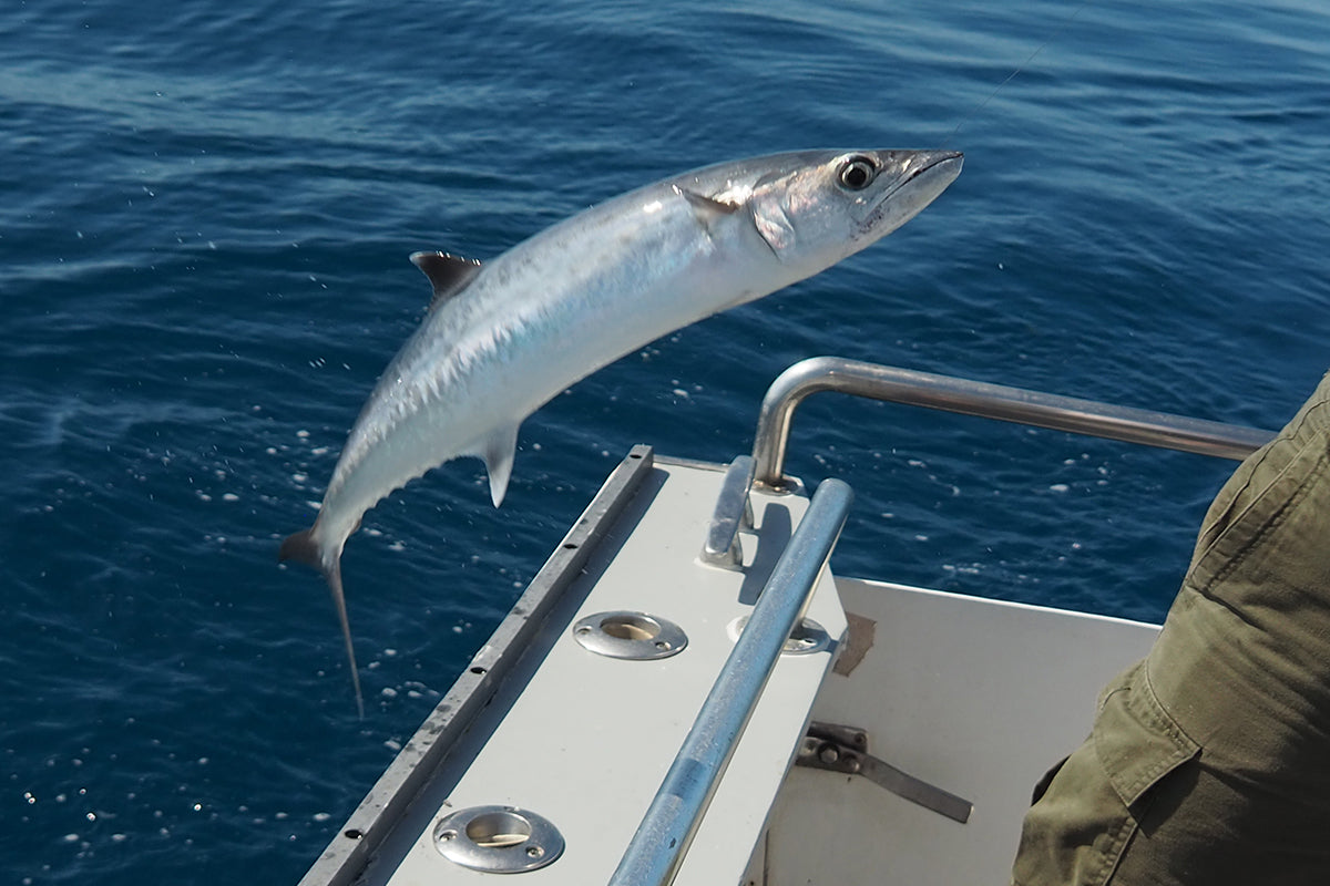 Florida Offshore Fishing for Tuna, Kingfish & Wahoo! 