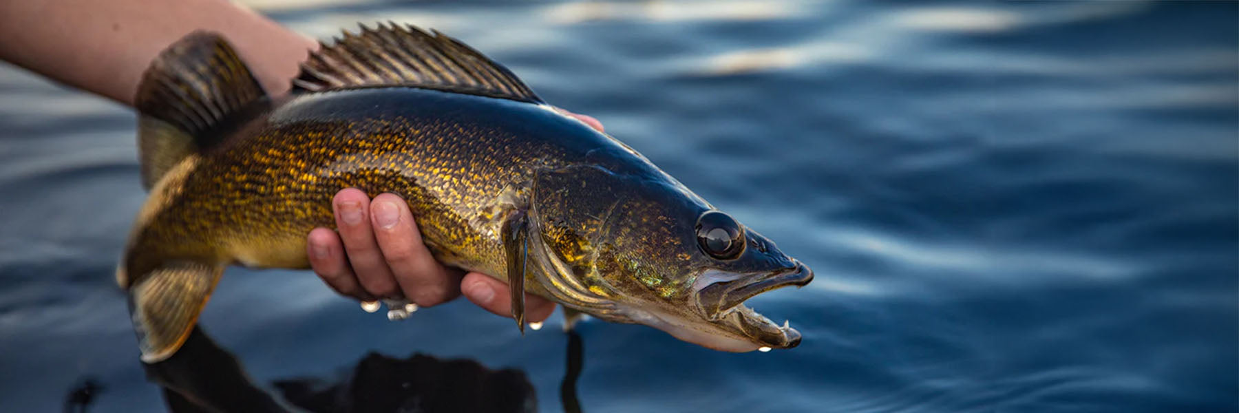 Walleye Blackfin Rods Walleye Blackfin Rods