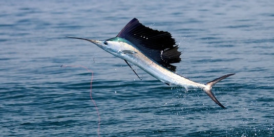 Sportfishing for Sailfish