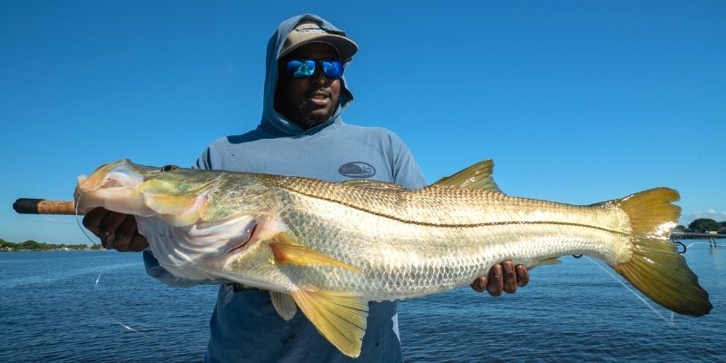 Snook Underwater