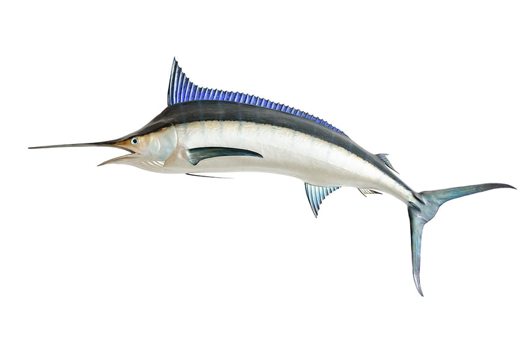 Blue Marlin Fishing Rods - Blue Marlin