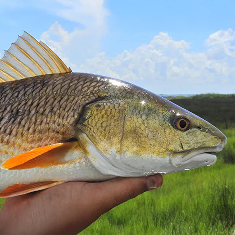 RedFish – Blackfin Rods