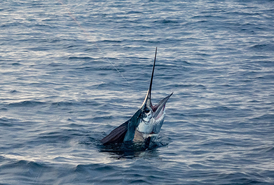 Sailfish Rods – Blackfin Rods