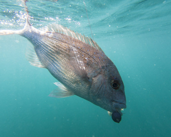Rod Under Snapper Riders Snapper – Blackfin Rods