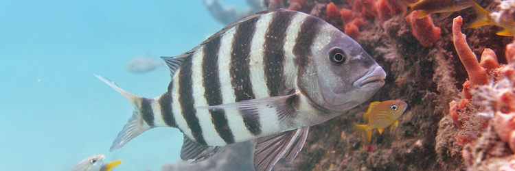 Sheepshead