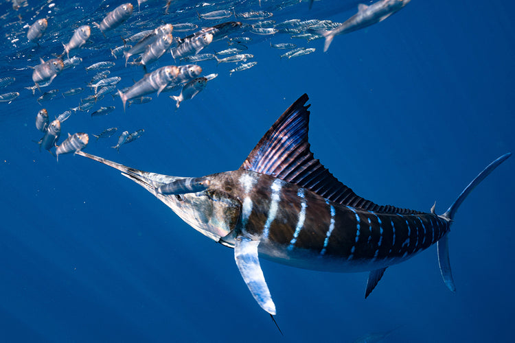 Striped Marlin – Blackfin Rods