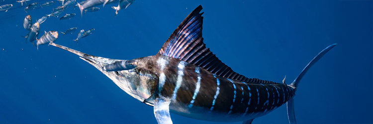 Marlin String Striped Marlin Jumping