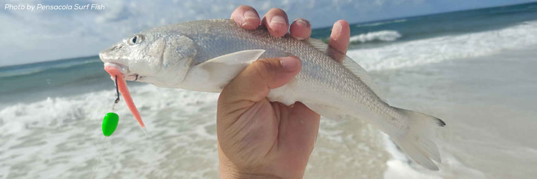 Whiting – Blackfin Rods