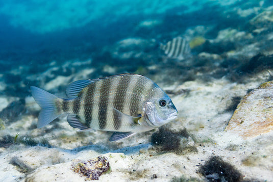 Sheepshead