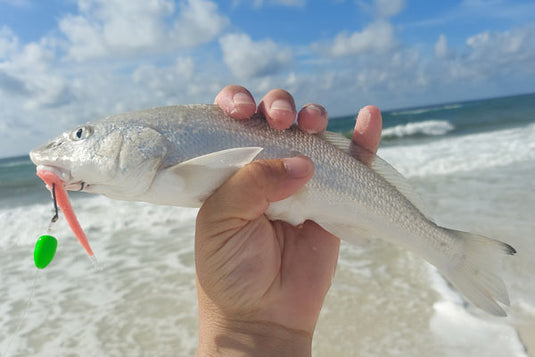 Whiting